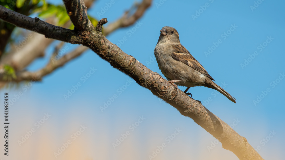 Young Female House Sparrow Perched in a Tree Young Female House Sparrow Perched in a Tree