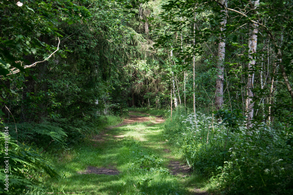 Obraz premium Landscape of a green summer forest with a car road
