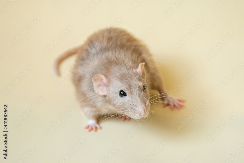 Close-up of a white rat of the Dumbo breed on a light yellow background. Close-up of a white rat of the Dumbo breed on a light yellow background.