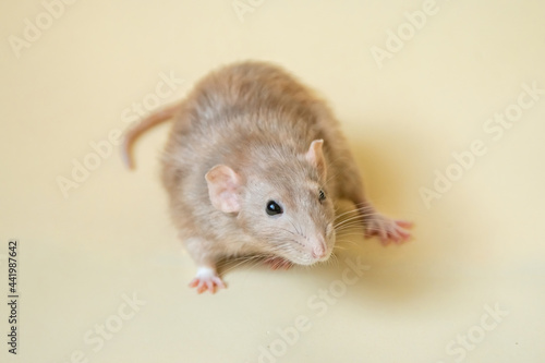 Close-up of a white rat of the Dumbo breed on a light yellow background.