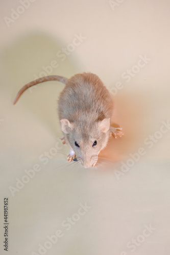 Close-up of a white rat of the Dumbo breed on a light yellow background.