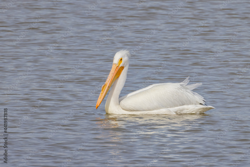 Close up shot of cute Pelican swimming