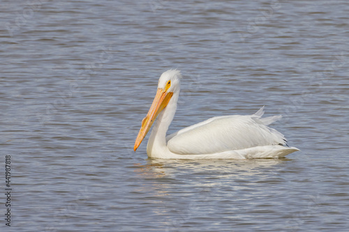 Obraz na płótnie Close up shot of cute Pelican swimming w salonie