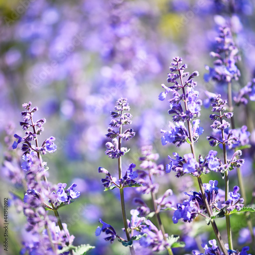 Selective focus on lavender flower. Plant background. Close up. 