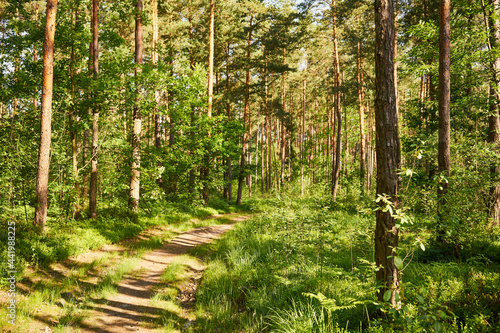 Fototapeta Naklejka Na Ścianę i Meble -  leśna letnia ścieżka