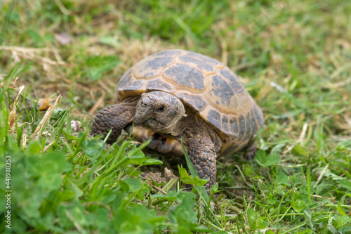 Small Tortoise Walking on Grass