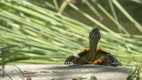 Big turtle in water of tropical pond in Thailand.