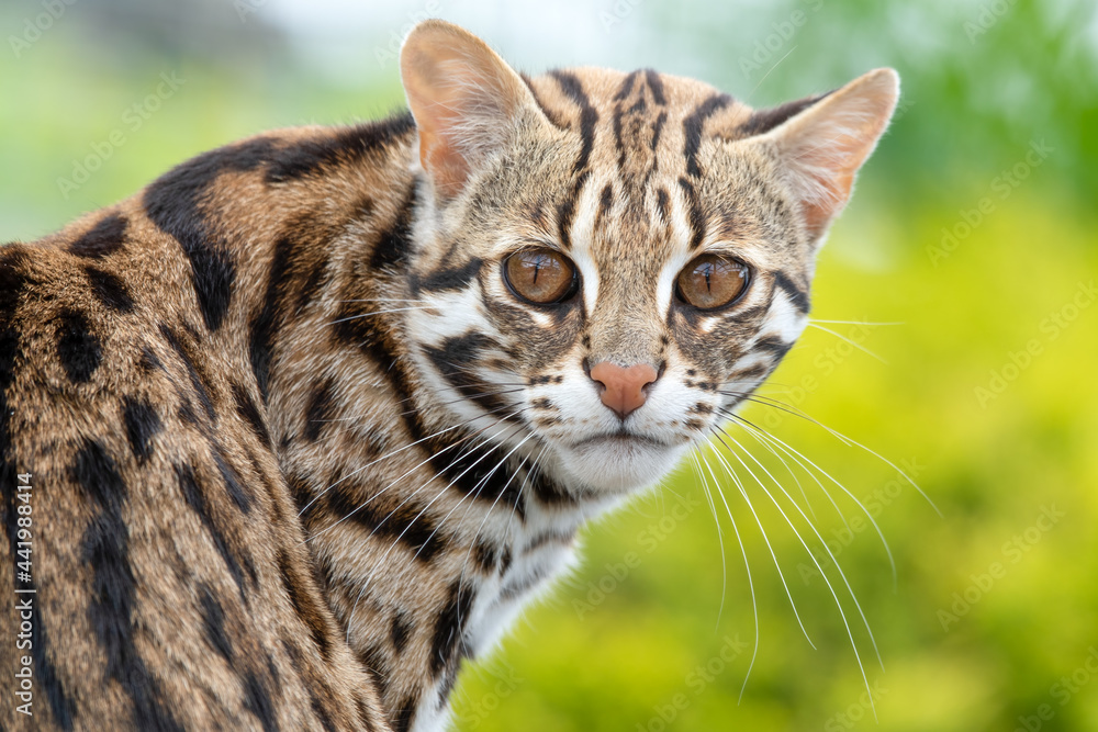 Close Up of a Beautiful Asian Leopard Cat Close Up of a Beautiful Asian Leopard Cat