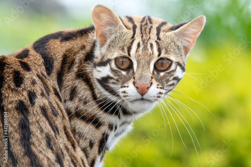 Close Up of a Beautiful Asian Leopard Cat 