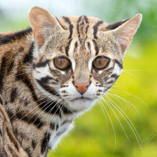 Close Up of a Beautiful Asian Leopard Cat 