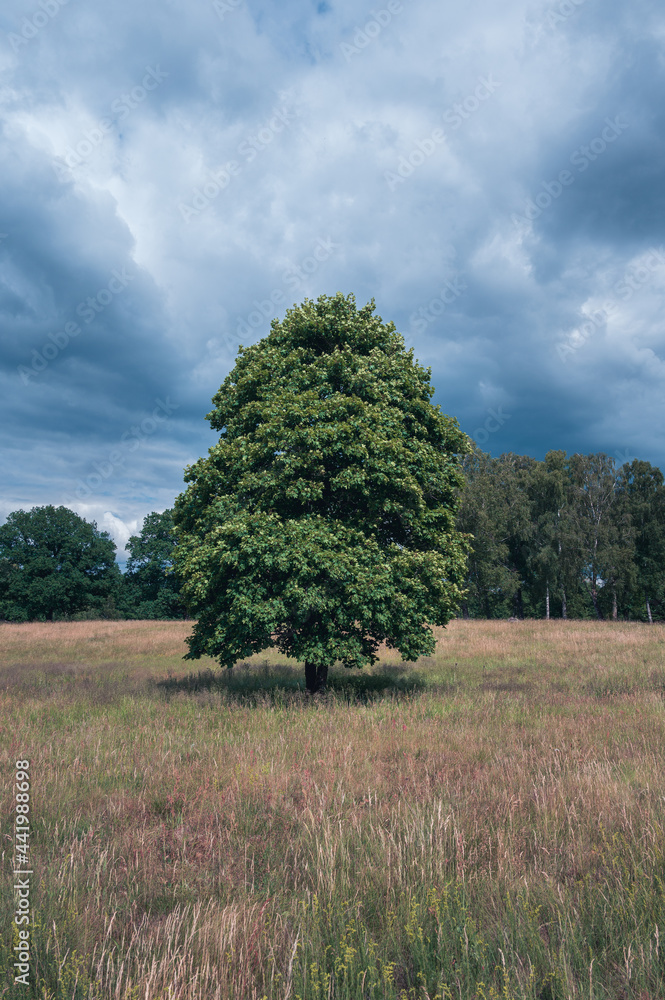 Obraz premium Single tree on field against gloomy dark clouds during summer in Fulltofta Sweden