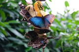 Schmetterling Insel Mainau