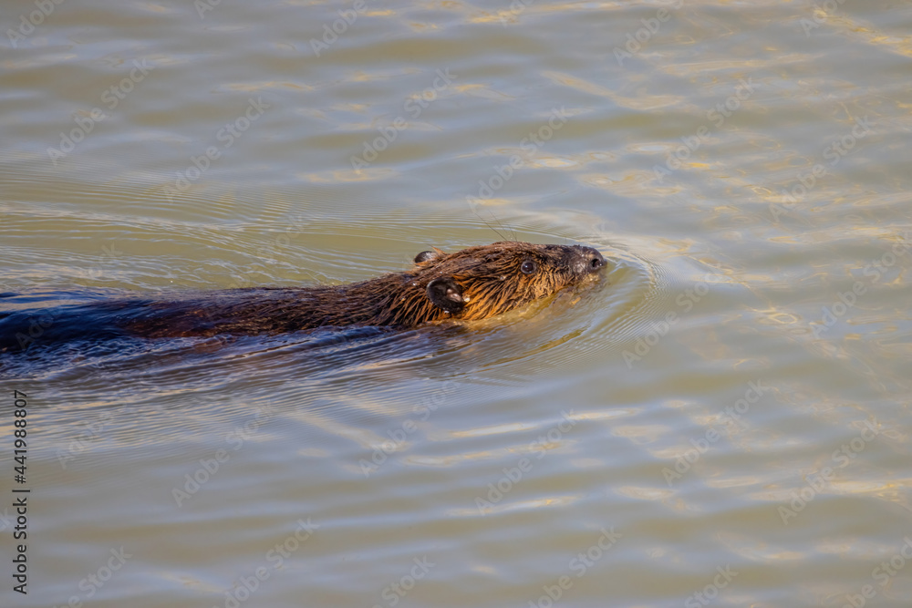 Close up shot of North American beaver swimming Close up shot of North American beaver swimming