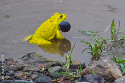 Yellow bull frog in a pond!  (ID: 441988802)