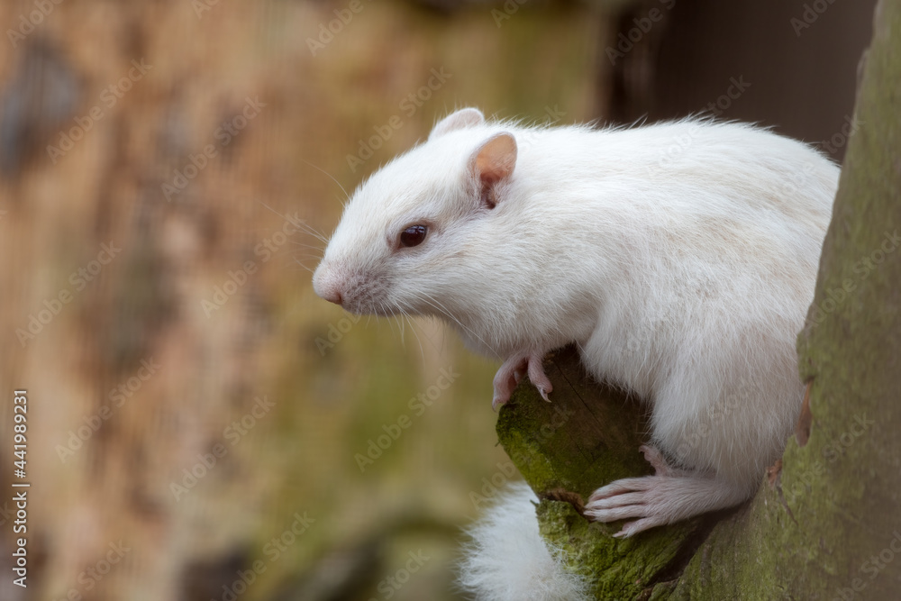 Albino Chipmunk Standing in a Tree Albino Chipmunk Standing in a Tree