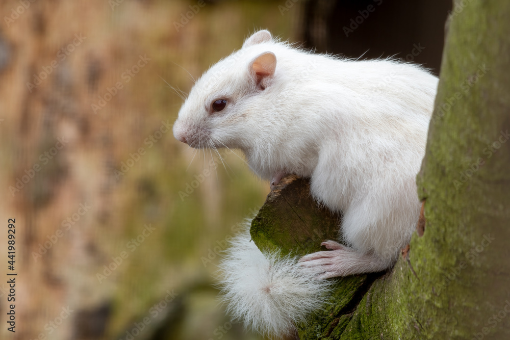 Albino Chipmunk Standing in a Tree Albino Chipmunk Standing in a Tree