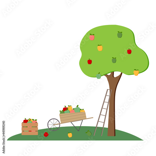 Fall vector illustration with apple tree, wooden crate, ladder, wheelbarrow, apples, isolated on white background. Autumn orchard landscape.