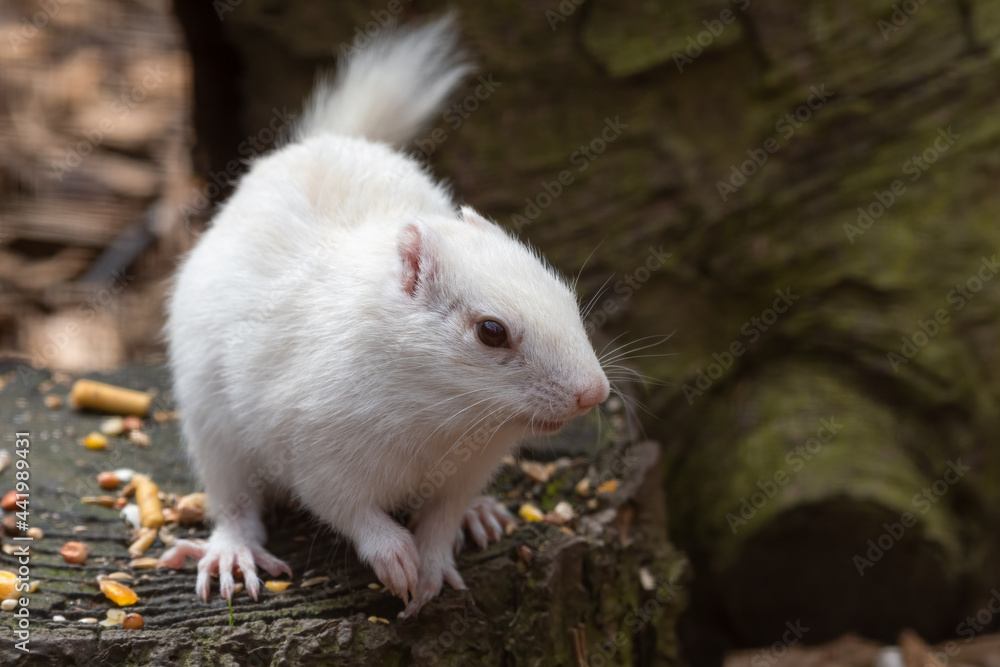 Albino Chipmunk Standing on a Tree Stump Albino Chipmunk Standing on a Tree Stump