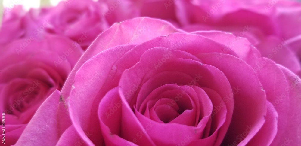close up of pink rose bouquet close up of pink rose bouquet
