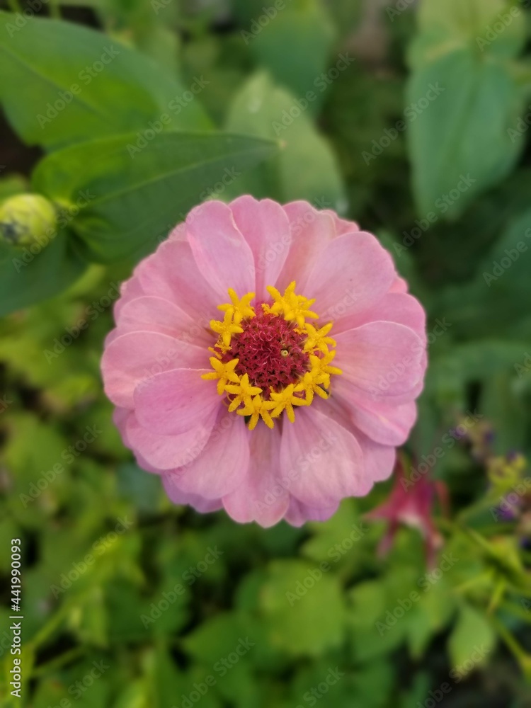 Pink Zinnia Flower Pink Zinnia Flower