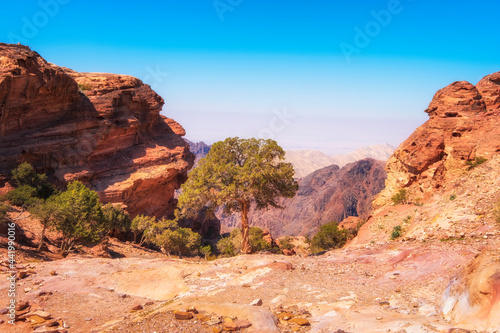 Lonely tree in the desert in the mountains near the famous Petra in Jordan