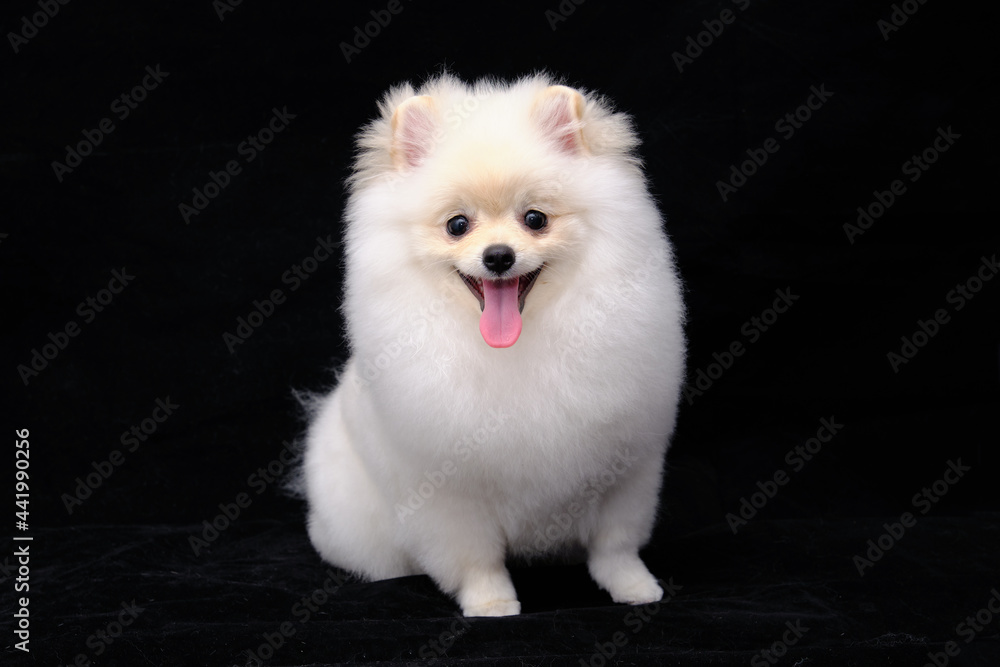 white pomeranian dog after grooming on a black background