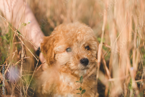 Wallpaper Mural puppy poodle dog in grass Torontodigital.ca