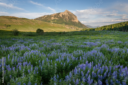 Lupine and Mt. Crested Butte © David