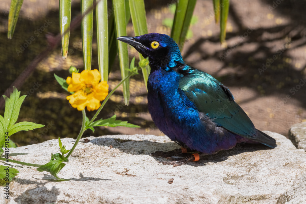 Obraz premium Metallic Starling Standing Near a Yellow Flower