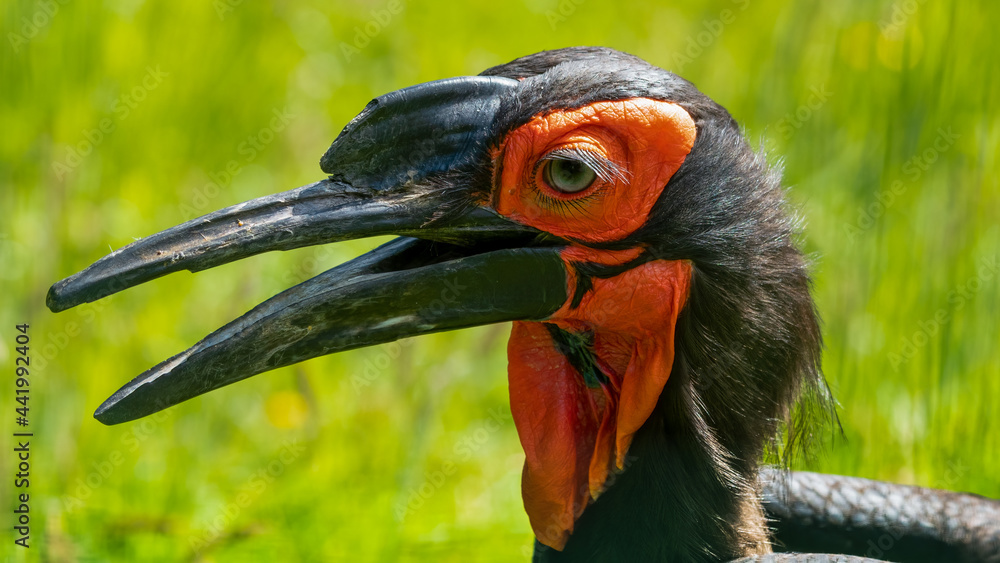 Obraz premium Close Up Portrait Ground Hornbill