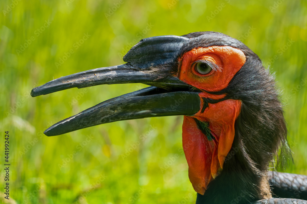 Fototapeta premium Close Up Portrait Ground Hornbill