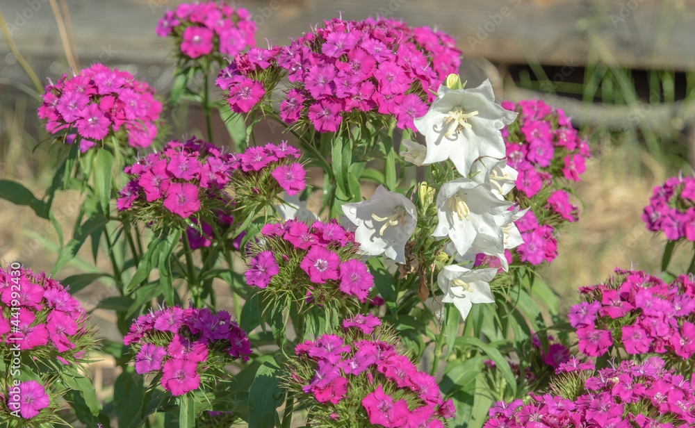 A bouquet of flowers grown on a flower bed of red carnations and white bells. A bouquet of flowers grown on a flower bed of red carnations and white bells.