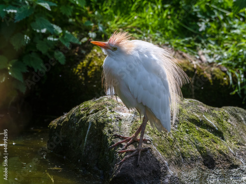Cattle Egret Standing on a Rock