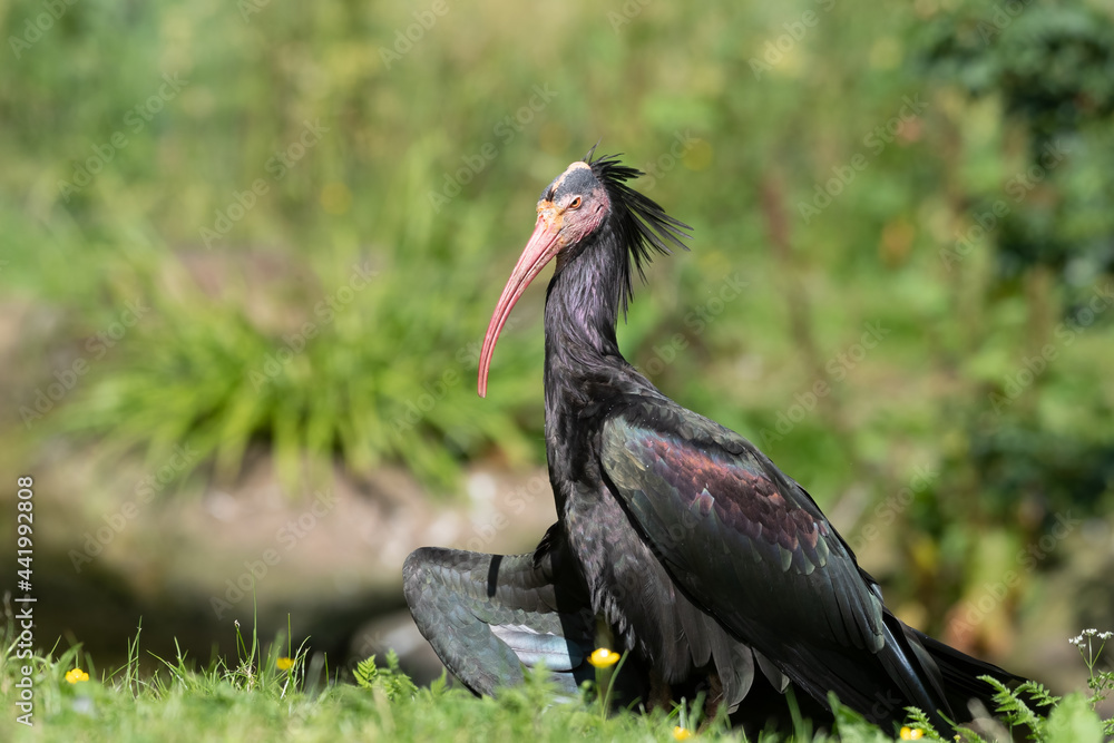 Obraz premium Northern Bald Ibis Resting on Grass