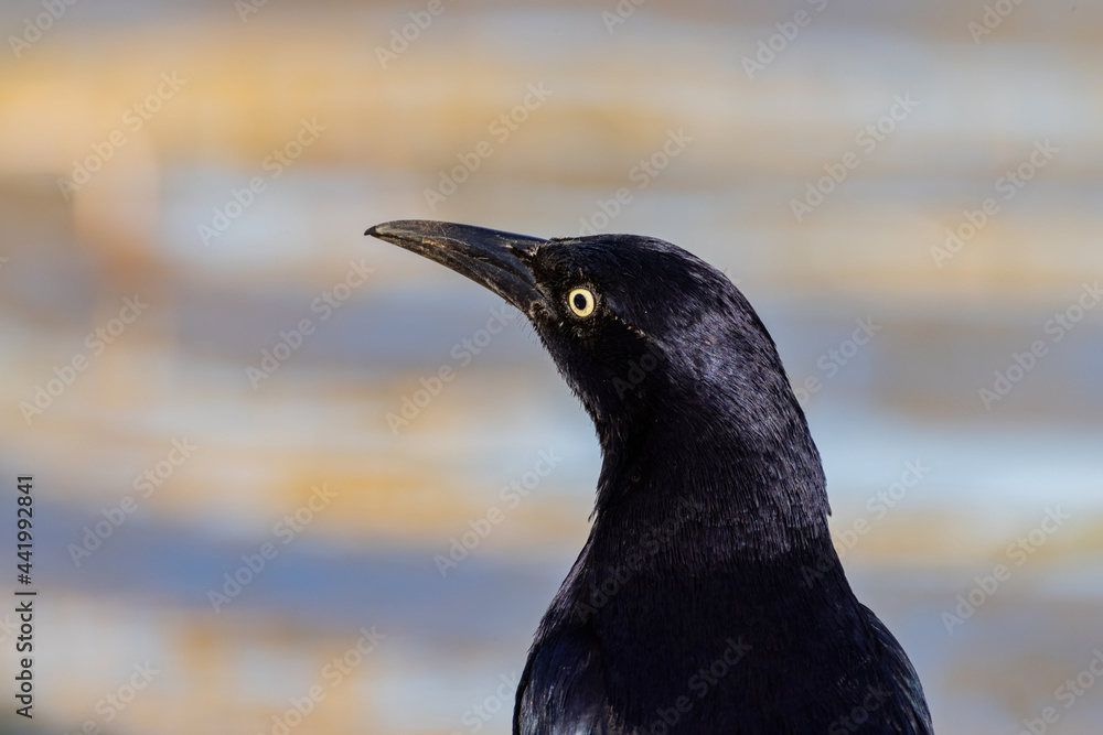 Obraz premium Close up shot of a Great-tailed grackle