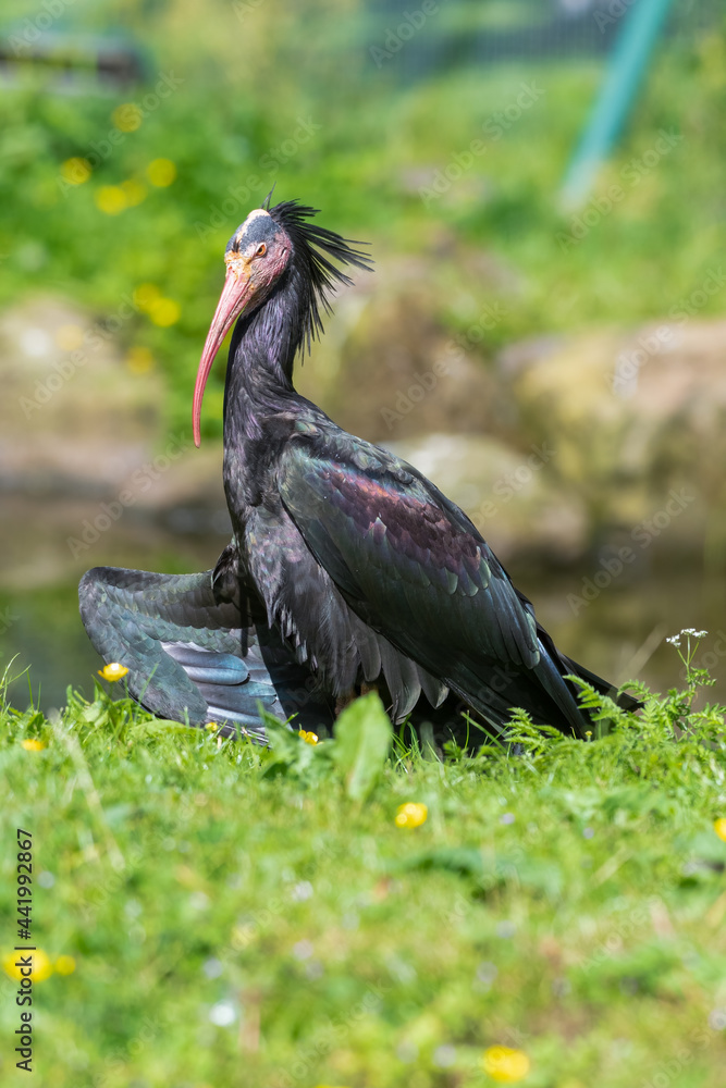 Naklejka premium Northern Bald Ibis Resting on Grass