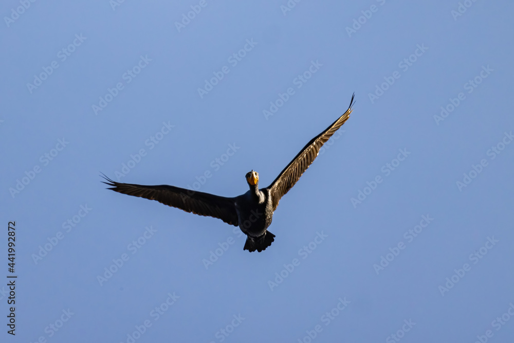 Close up shot of cute Double-crested cormorant flying in the sky Close up shot of cute Double-crested cormorant flying in the sky