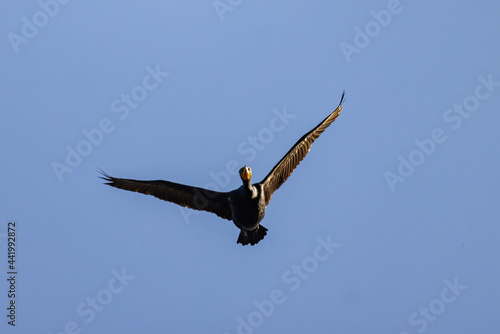 Close up shot of cute Double-crested cormorant flying in the sky