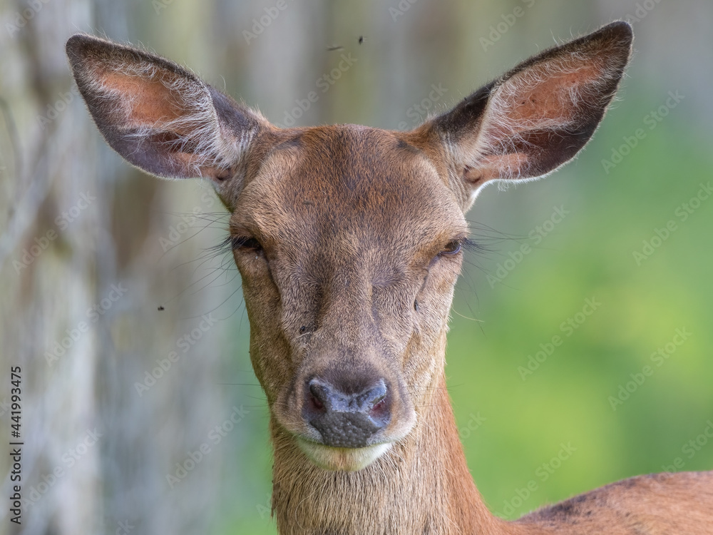 Fototapeta premium Close Up Young Female Red Deer 