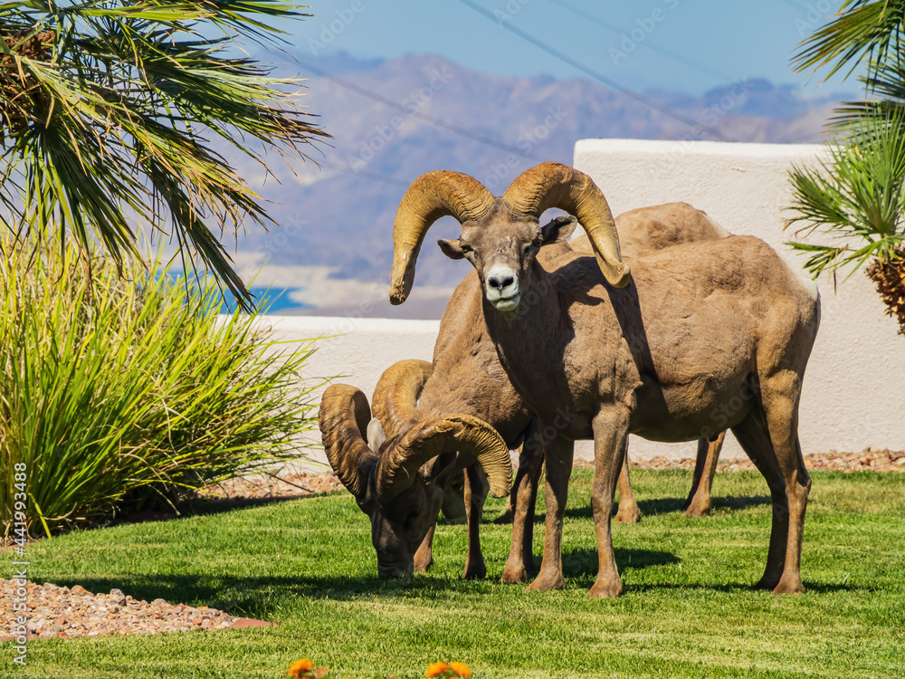 Naklejka premium Many big horn sheep in front of a residence building near Hemenway Park