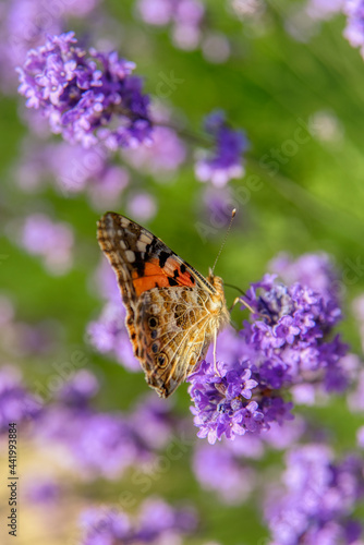papillon