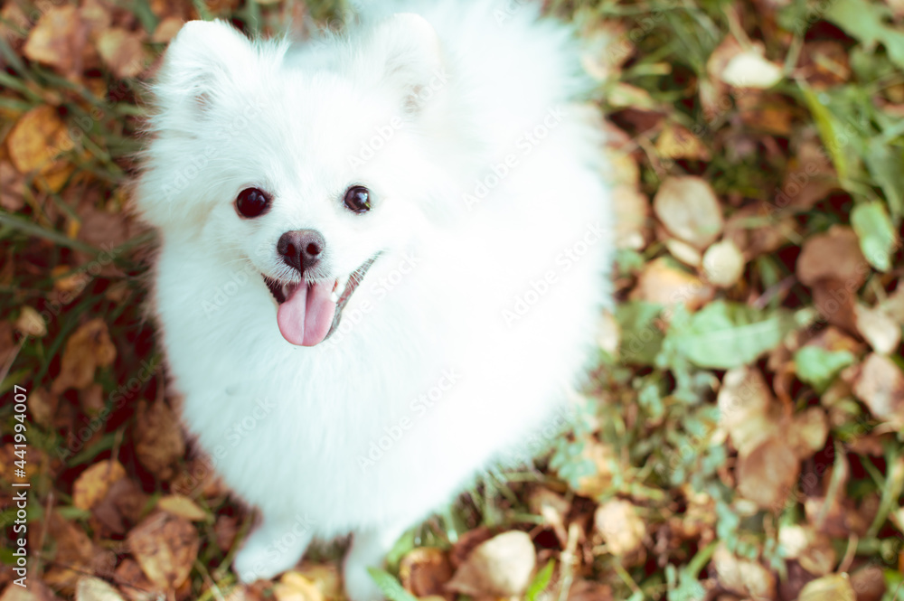 Pomeranian white dog portrait in leaves close up Pomeranian white dog portrait in leaves close up