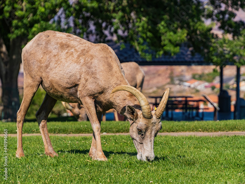 Many big horn sheep at Hemenway Park