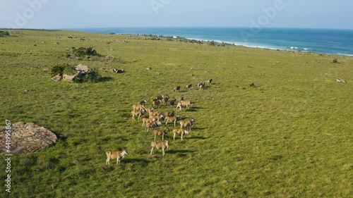 Aerial view of a herd of Eland and Zebra at the Mkambati Nature reserve, Eastern Cape, South Africa photo