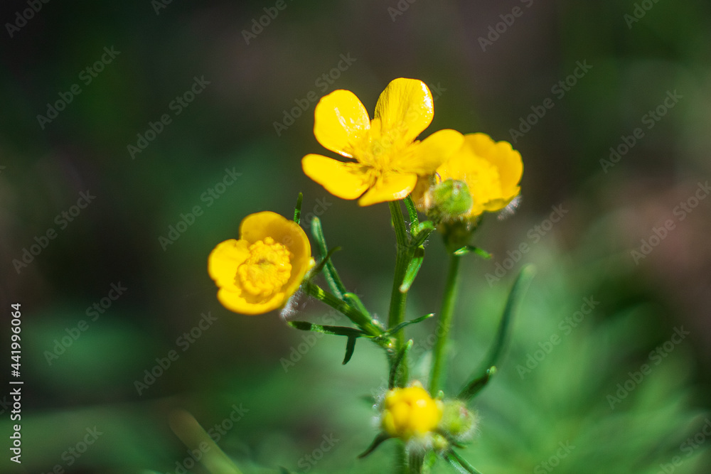 A yellow flower on a green background. Summer atmosphere. A yellow flower on a green background. Summer atmosphere.