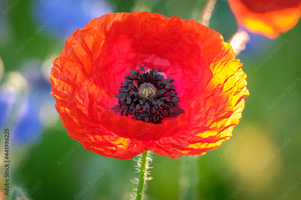 Fototapeta premium Red poppy flower