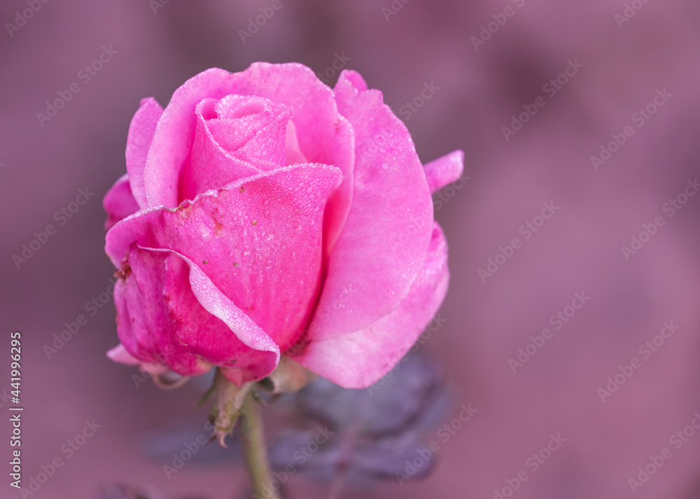 Pink Rose and Dew Drops Pink Rose and Dew Drops