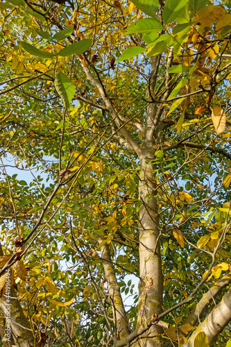 Walnussbaum  Juglans regia  im Herbst