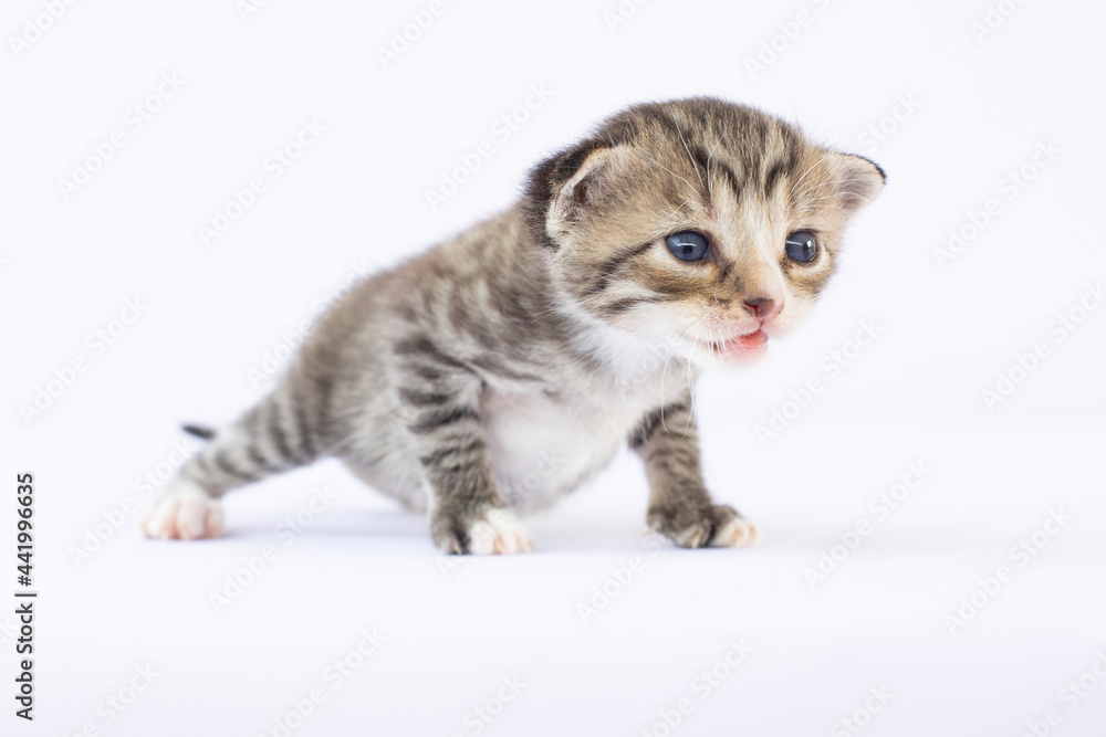 Newborn kitten on white background