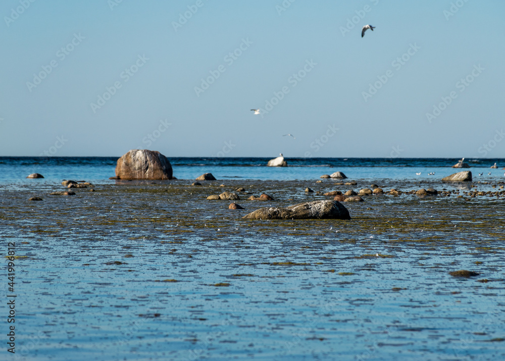 Fototapeta premium beautiful Baltic Sea coast with boulders, Saaremaa Island, Estonia